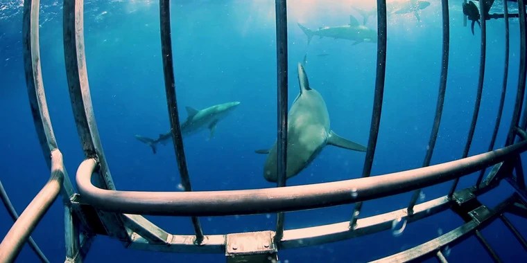 Shane Brown OnlyFans | @shangerdanger review (Leaks, Videos, Nudes)