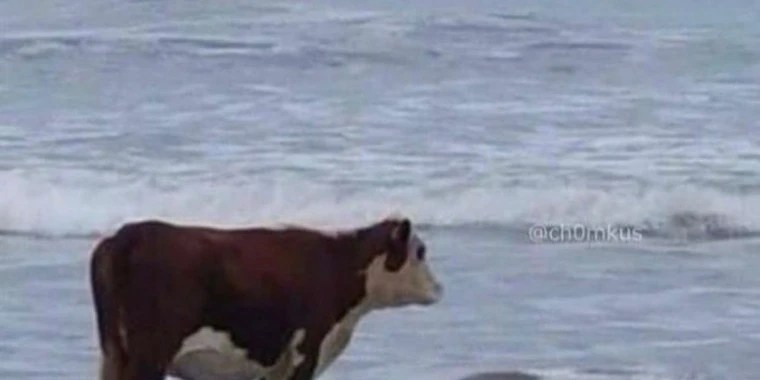 bibividi OnlyFans | @the.bibividi review (Leaks, Videos, Nudes)