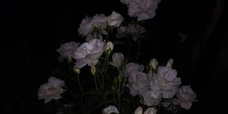 𝓦𝓲𝓷𝓷𝓲𝓮 𝓛𝓸𝓿𝓪𝓽 OnlyFans | @winnielovat review (Leaks, Videos, Nudes)