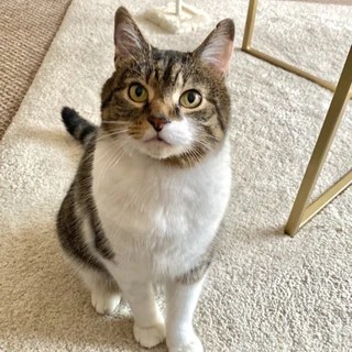 Biscuit the Cat OnlyFans | @biscuitthecat review (Leaks, Videos, Nudes)