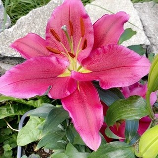 Candice Lane OnlyFans | @candicelane review (Leaks, Videos, Nudes)