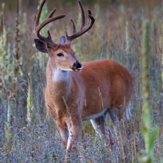 Mr Clean OnlyFans | @cleanandgreen review (Leaks, Videos, Nudes)