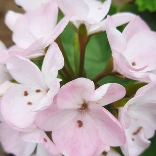 Fiorella OnlyFans | @fiorella8 review (Leaks, Videos, Nudes)