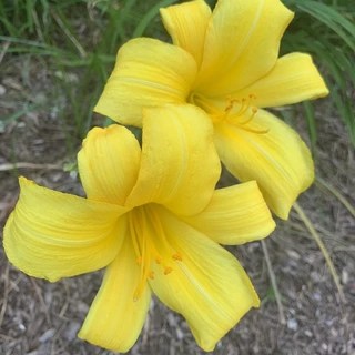 Golden_Flower OnlyFans | @golden_flower review (Leaks, Videos, Nudes)