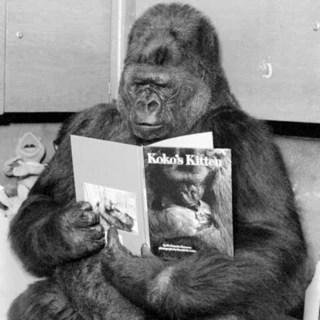 Dash OnlyFans | @gorillapresscomics review (Leaks, Videos, Nudes)