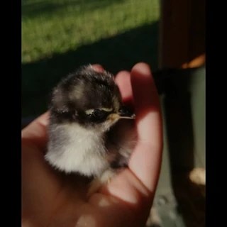 MacedoniaChicken OnlyFans | @macedonia.chicken review (Leaks, Videos