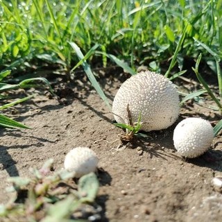 Nova OnlyFans | @novasnack review (Leaks, Videos, Nudes)