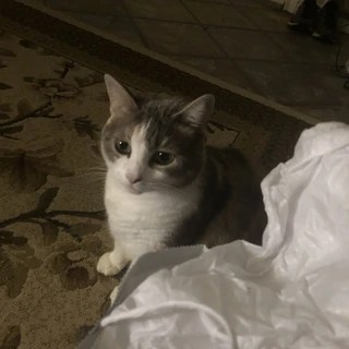 Rory OnlyFans | @onlypurrs review (Leaks, Videos, Nudes)