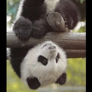 T OnlyFans | @panda_guy review (Leaks, Videos, Nudes)