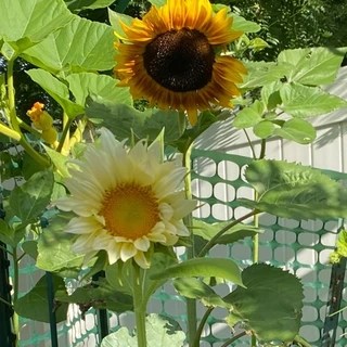 Paz Valentina OnlyFans | @paz_valentina review (Leaks, Videos, Nudes)