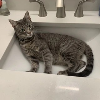 Pickles OnlyFans | @picklespics review (Leaks, Videos, Nudes)