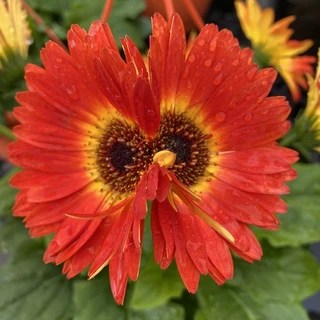 Little sunflower OnlyFans | @red-sunflower review (Leaks, Videos, Nudes)