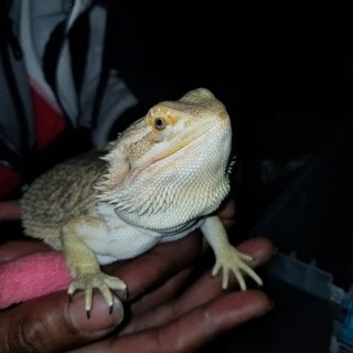 Reptile Master OnlyFans | @reptilemaster review (Leaks, Videos, Nudes)