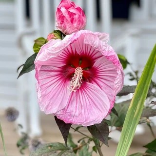 Stanley Jacobs OnlyFans | @stanleyjacobs review (Leaks, Videos, Nudes)