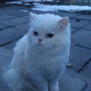 Honey OnlyFans | @sweethoneybum review (Leaks, Videos, Nudes)