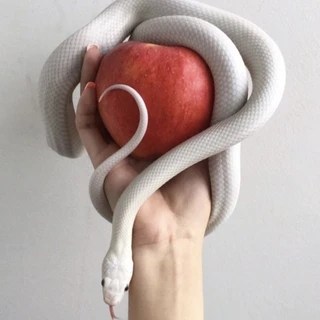 The snakes OnlyFans | @thesnakes review (Leaks, Videos, Nudes)