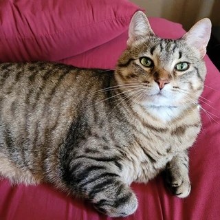 Tom Hank OnlyFans | @tomchunk review (Leaks, Videos, Nudes)