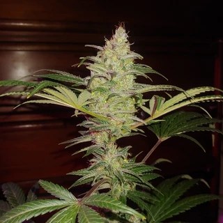 Twin Cities OnlyFans | @twincities review (Leaks, Videos, Nudes)