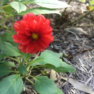 Cocoa Puff OnlyFans | @wetexotica review (Leaks, Videos, Nudes)