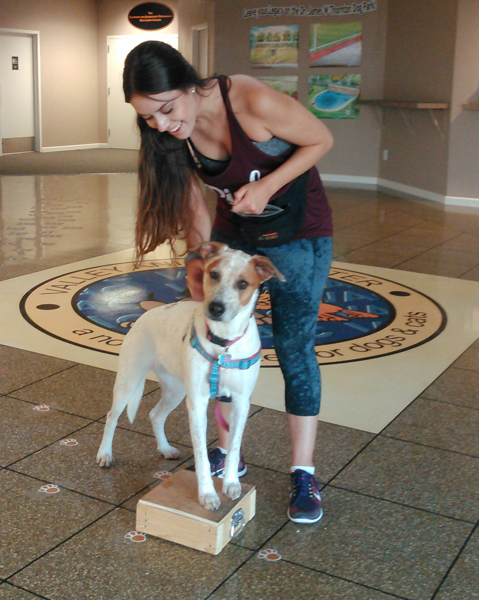 Basic Obedience Class Gallery Creature Coach Dog Training Denton, TX