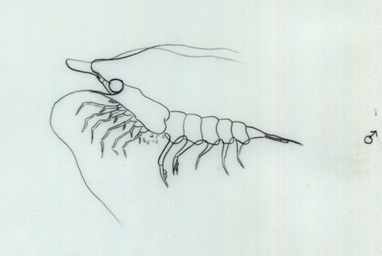 Antartic Krill Love Dance Creature Cast Learn Science at Scitable
