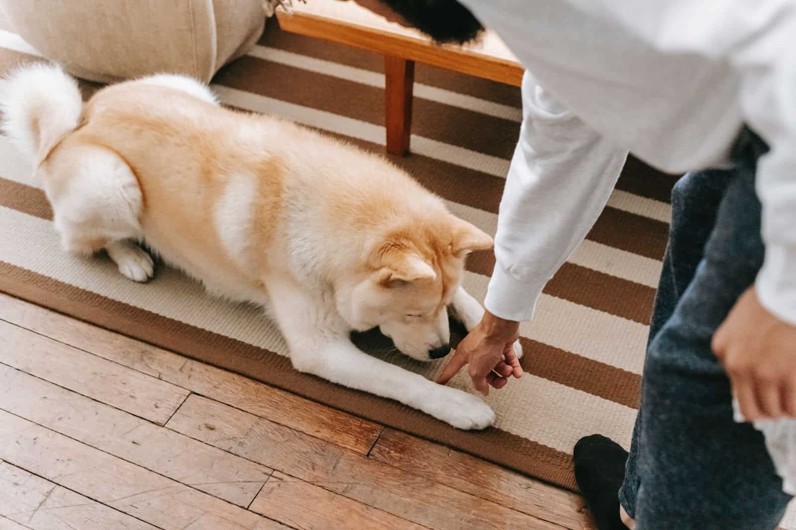 How To Stop Dog Pooping At Night: Foolproof Strategies - Creature Clinic