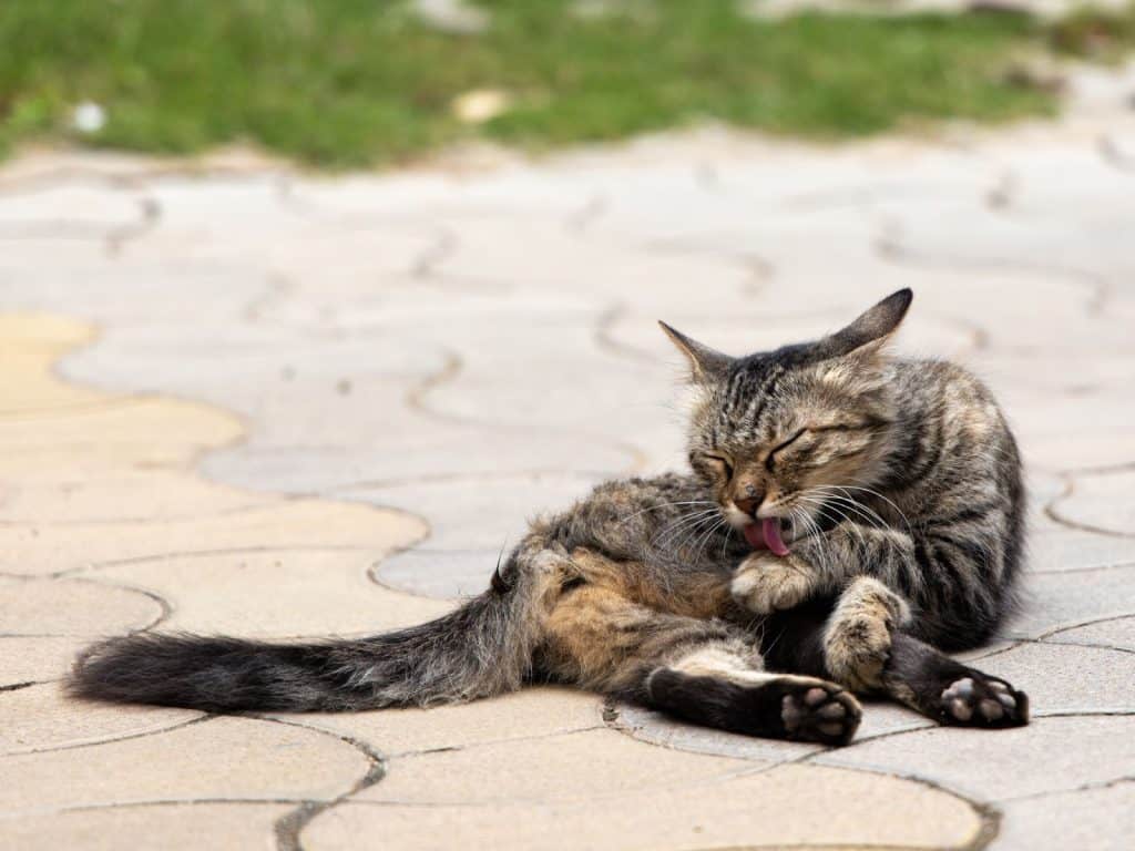 Why Cat Keeps Stepping In Poop and Tips To Avoid That Creature Clinic