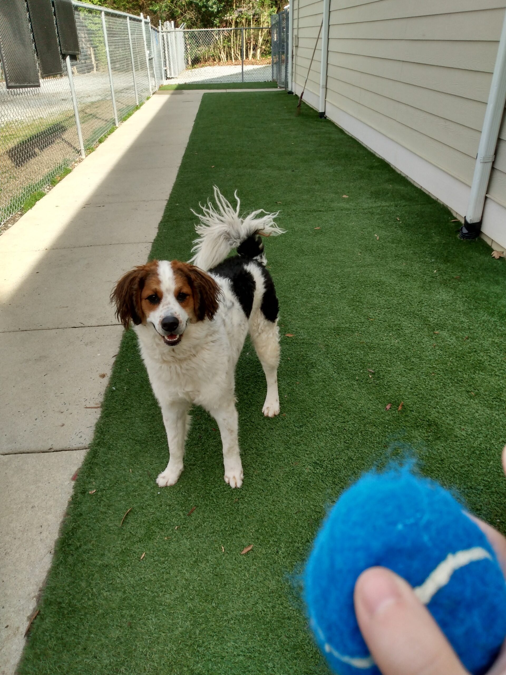 Fun & Safe Doggy Daycare in Durham, NC Creature Comforts Inn