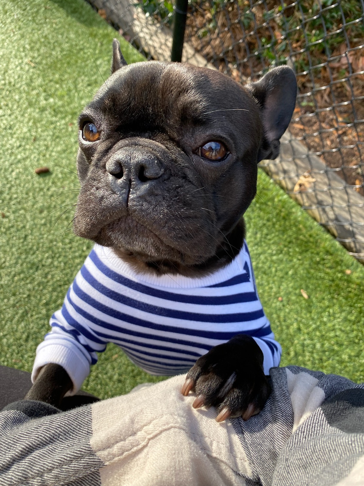 Fun & Safe Doggy Daycare in Durham, NC Creature Comforts Inn