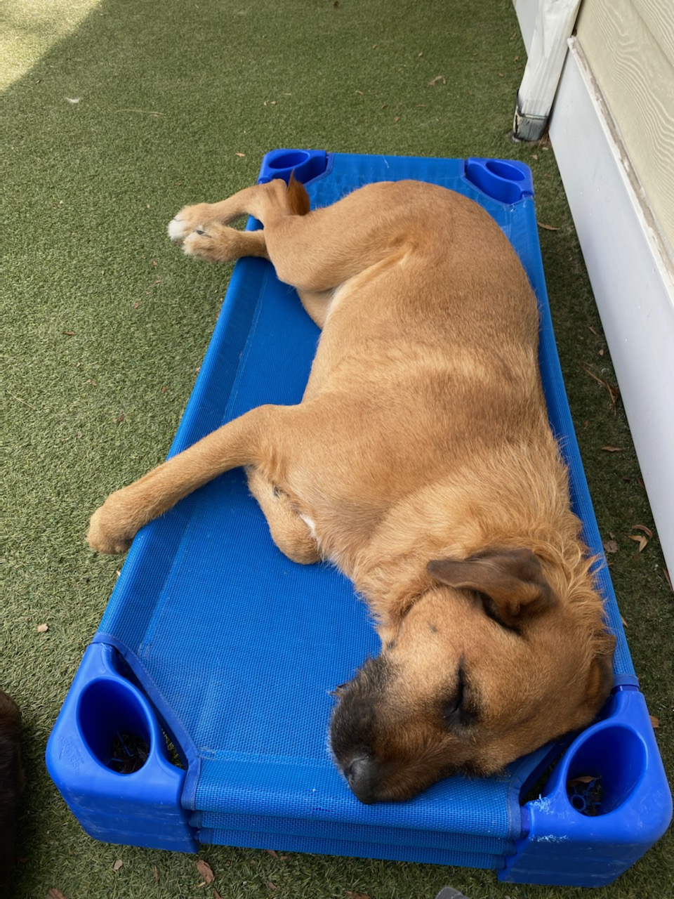 Fun & Safe Doggy Daycare in Durham, NC Creature Comforts Inn