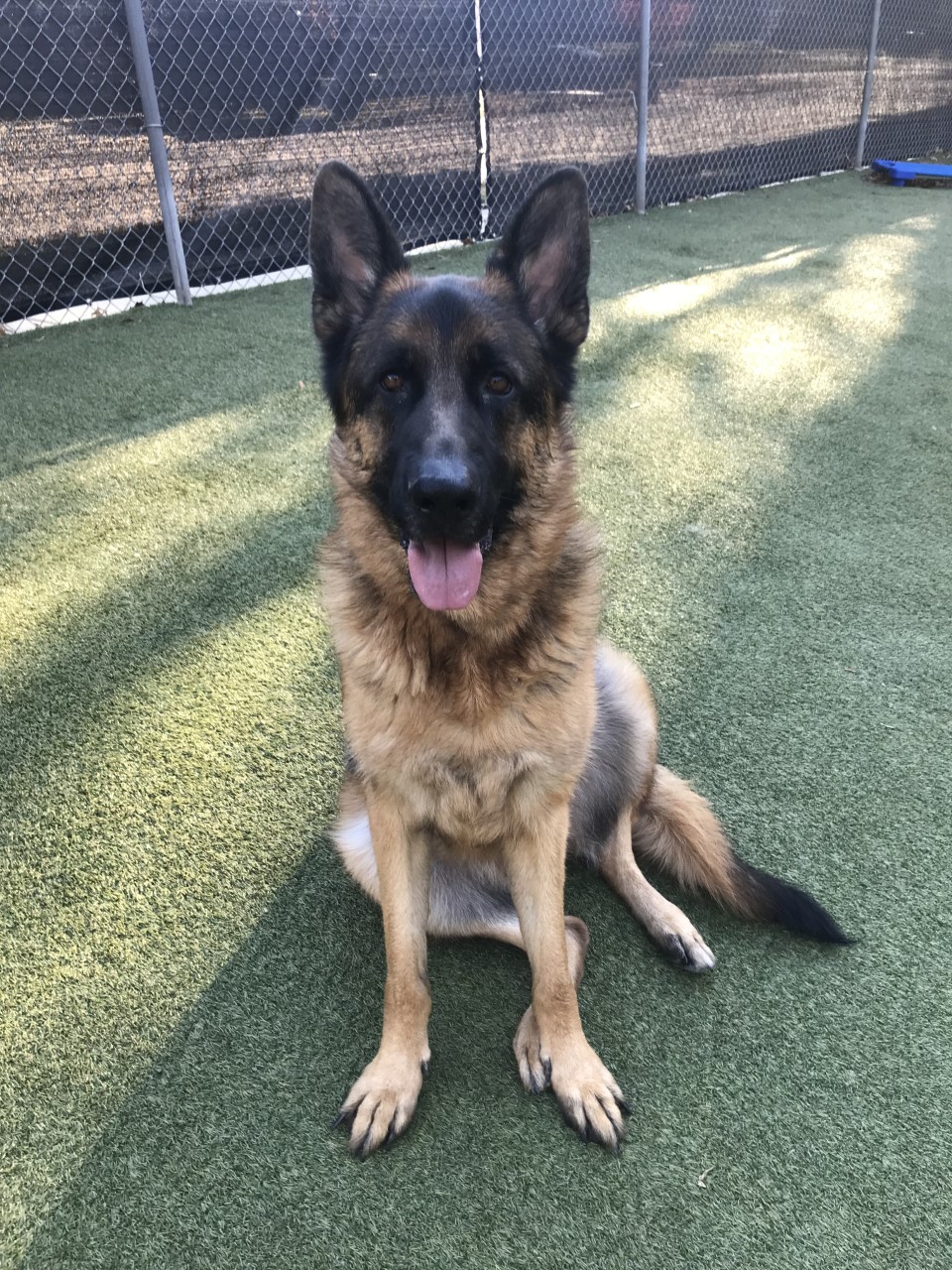 Fun & Safe Doggy Daycare in Durham, NC Creature Comforts Inn