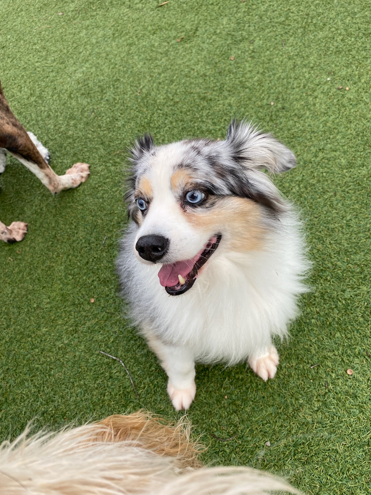 Fun & Safe Doggy Daycare in Durham, NC Creature Comforts Inn