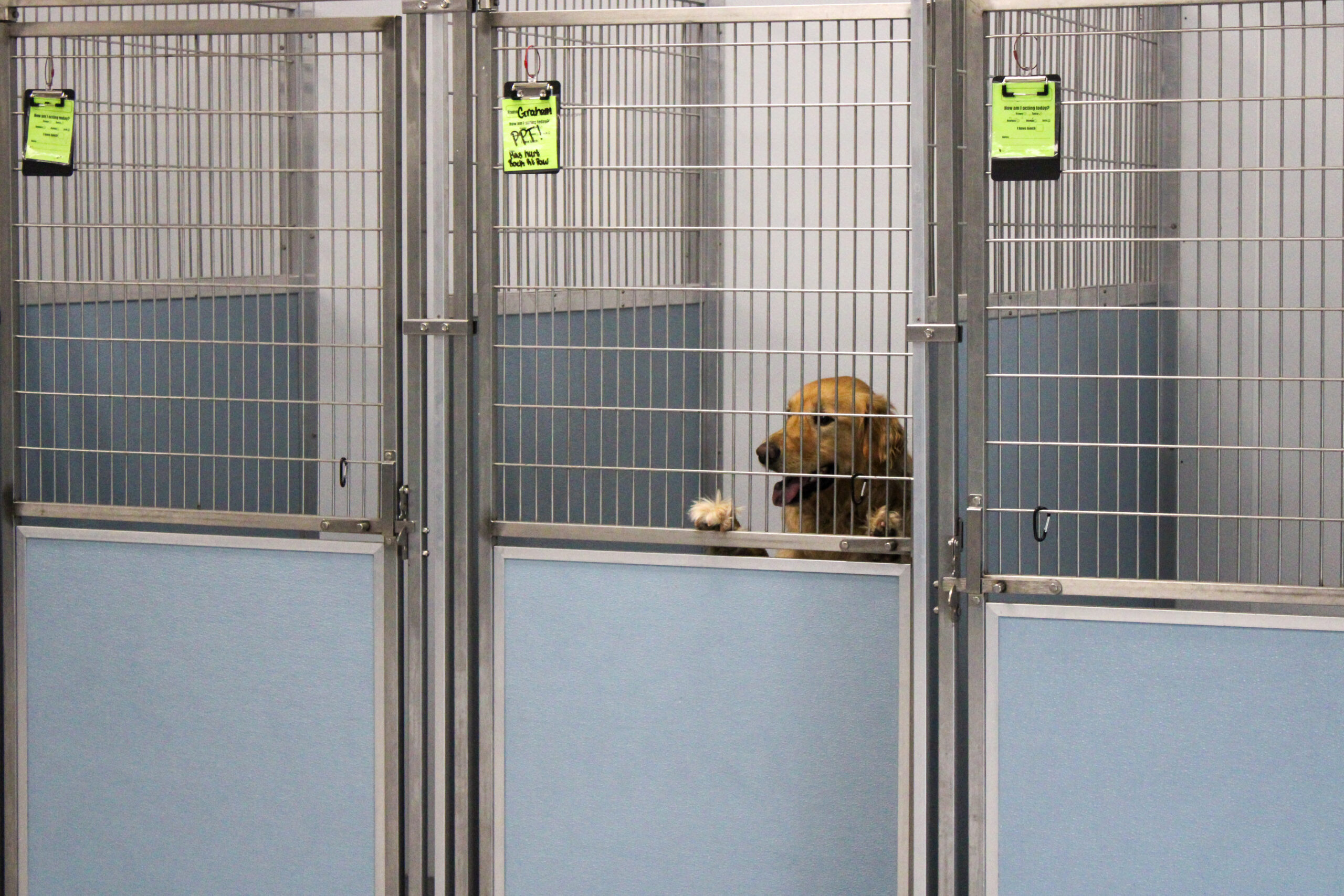 Dog & Cat Boarding in Durham, NC Creature Comforts Inn