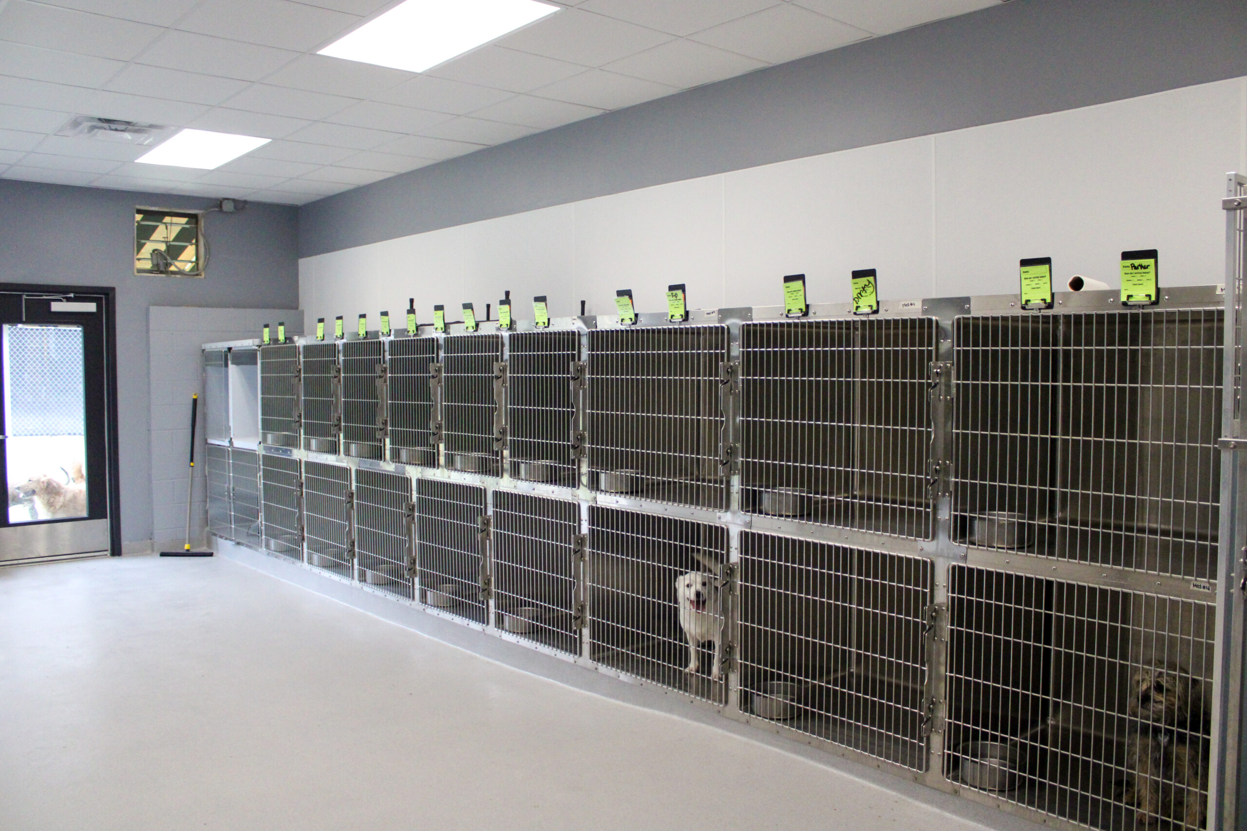 Dog & Cat Boarding in Durham, NC Creature Comforts Inn