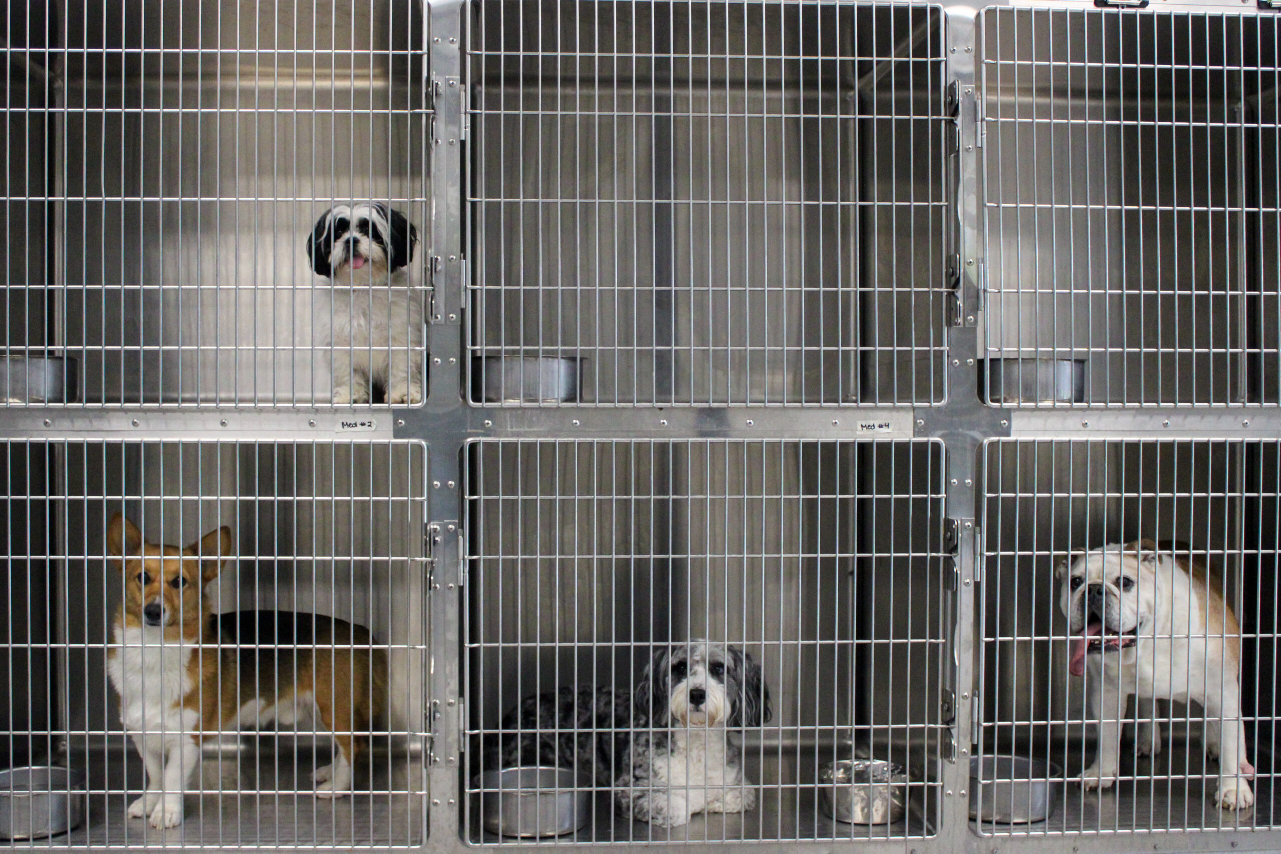 Dog & Cat Boarding in Durham, NC Creature Comforts Inn