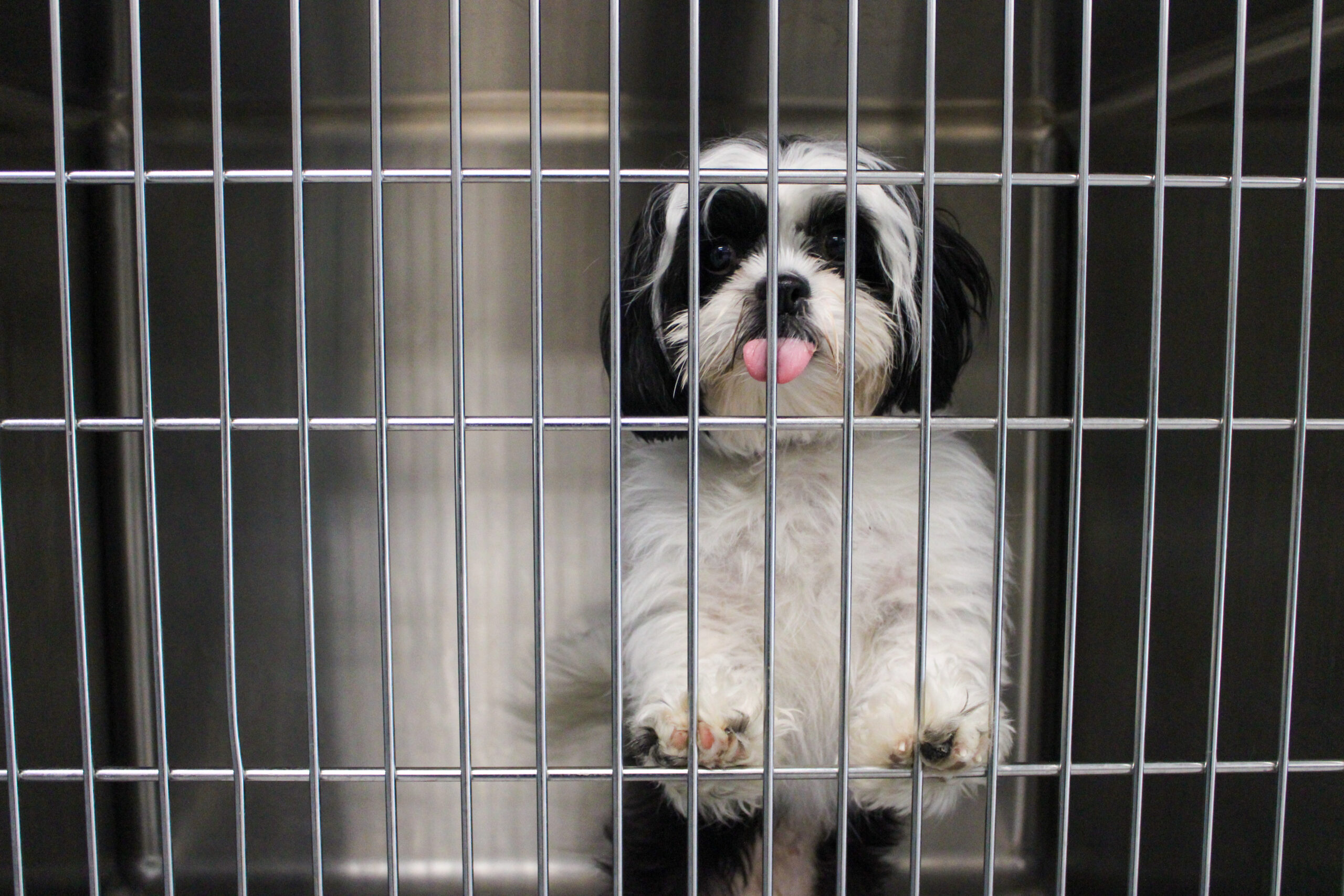 Dog & Cat Boarding in Durham, NC Creature Comforts Inn