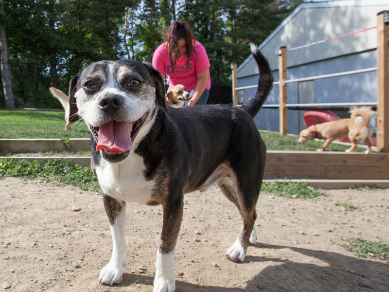 Our Resorts Creature Comforts Pet Resort