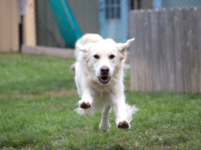 Dog Boarding Angola & Tonawanda, NY Creature Comforts Pet Resort