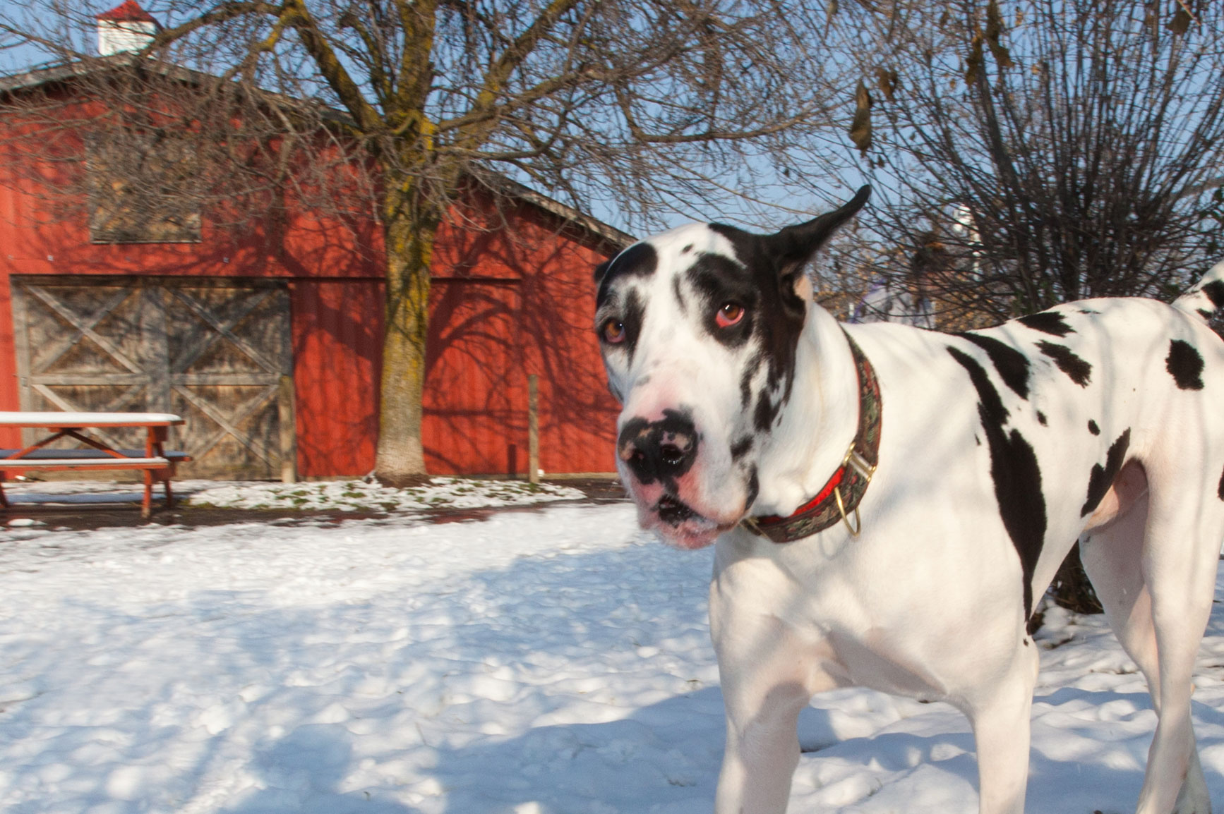 Western NY's best dog and cat boarding, dog daycare, luxury pet resort.