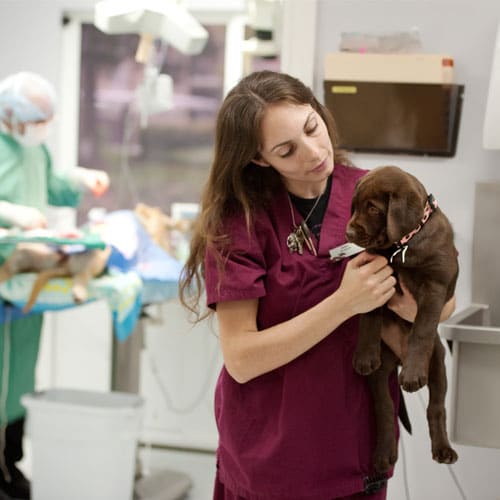 About Creature Comforts Veterinary