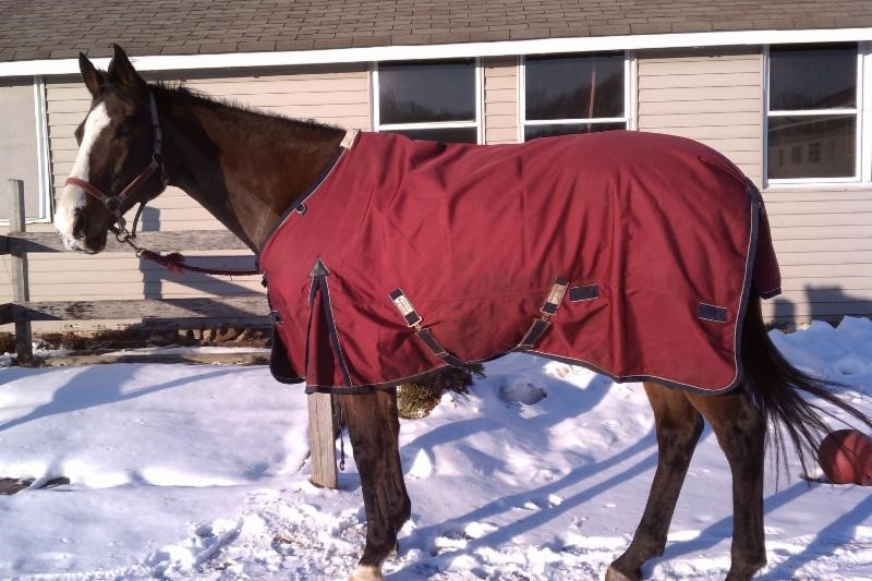 Do You Need to Blanket Your Horse?
