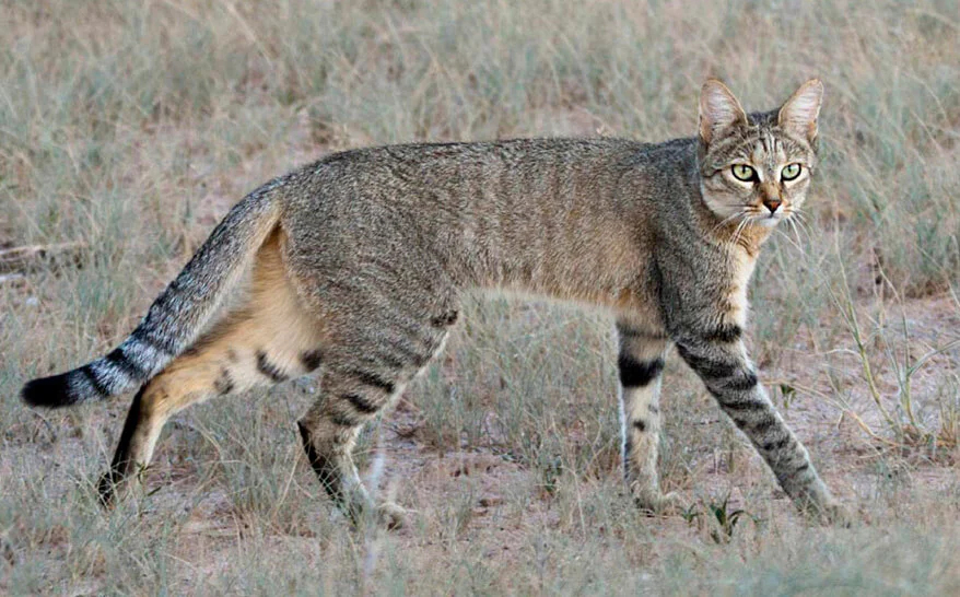 How the Cat Became Domesticated