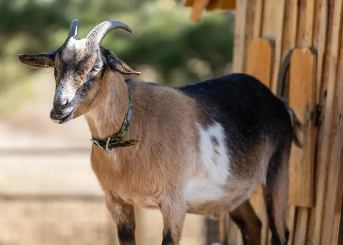 The 5 Best Dairy Goat Breeds for Milk Production