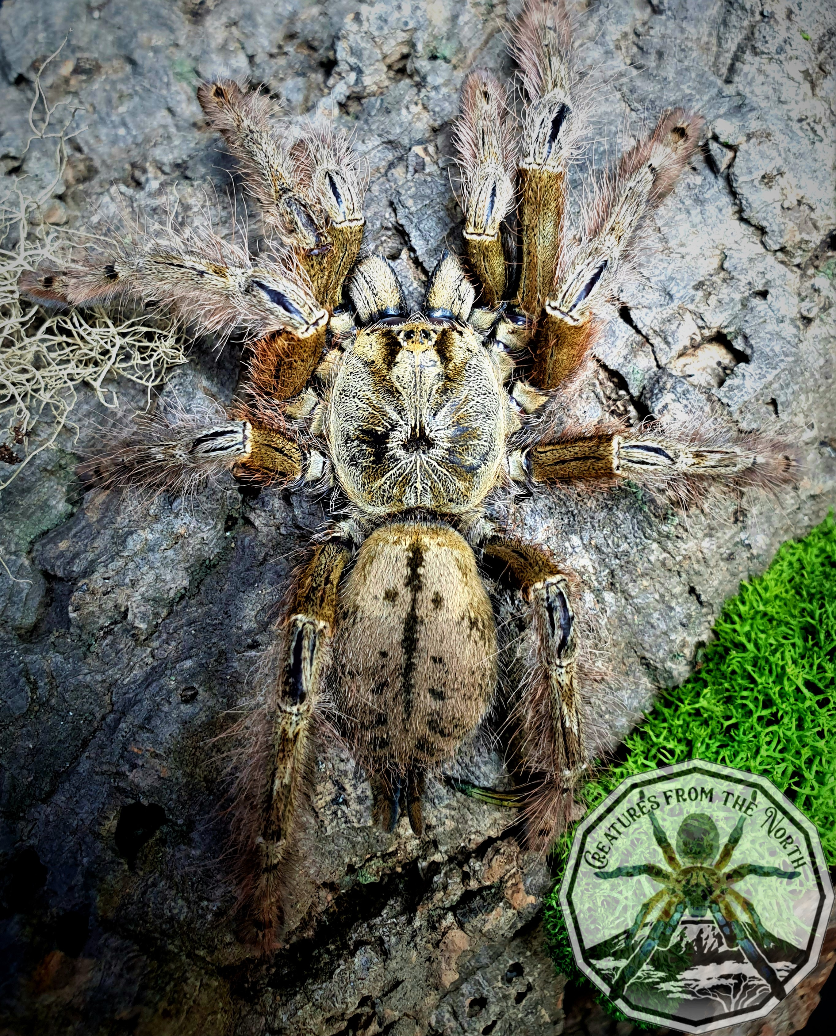 Stromatopelma calceatum / Featherleg Baboon 2fh (12cm)