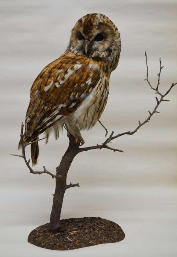 Listen Creatures of the Wild Wood