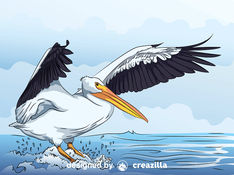 White Pelican vector. Free download. Creazilla