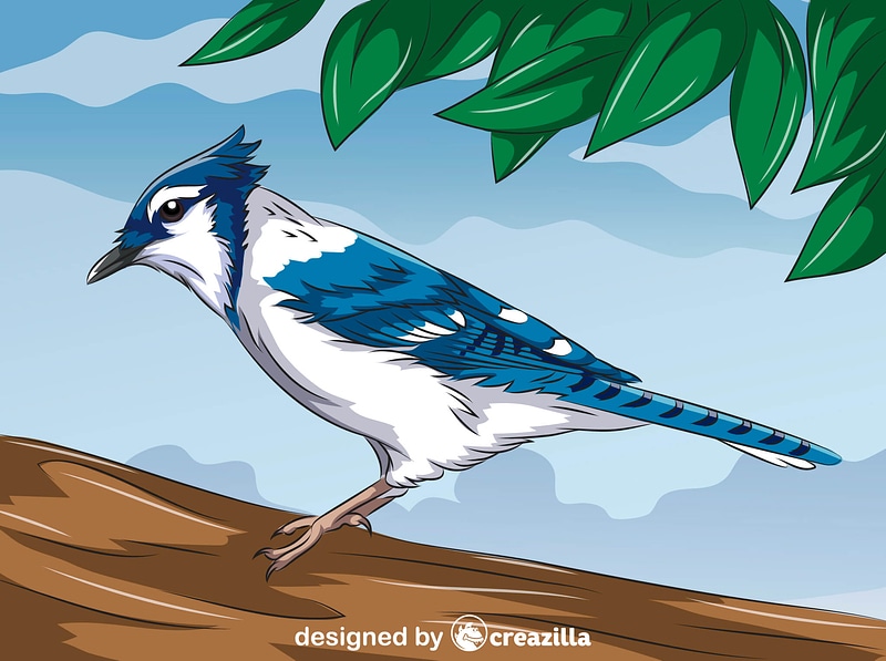Blue Jay vector. Free download. Creazilla