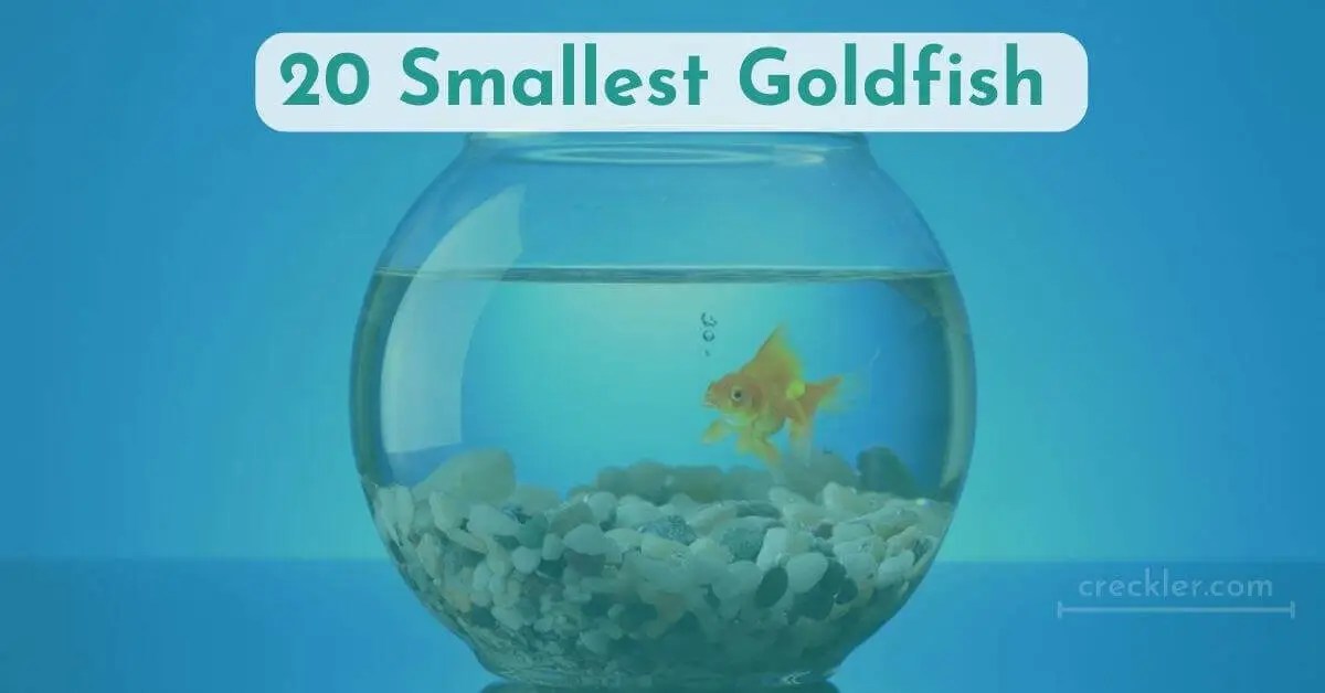 20 Smallest Goldfish Breeds Full Guide With Pictures