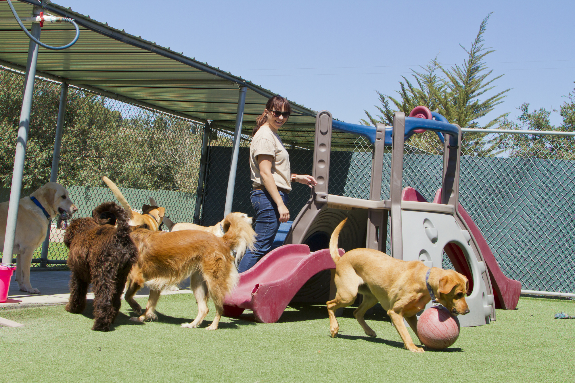 Starting Dog Daycare Services Businesses credible dog daycare services