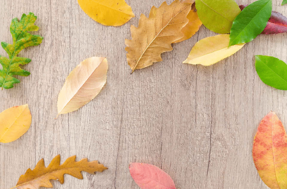 Le Square Jardinerie à CrediPro